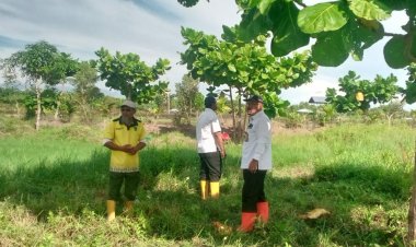 DLH Rohil Budidaya Tanaman Fagraea Auriculata di Atas Lahan Seluas 2 Hektar