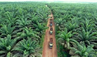 "Dari 12 Perusahaan Sawit di Kuansing, Hanya 7 yang Memegang Izin HGU"