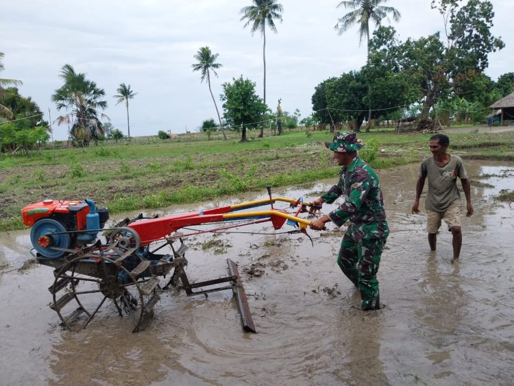 TNI Bersatu dengan Rakyat, Pos Oepoli Pantai Satgas Yonkav 6/Naga Karimata Terlibat dalam Kegiatan Penanaman Padi Bersama Masyarakat
