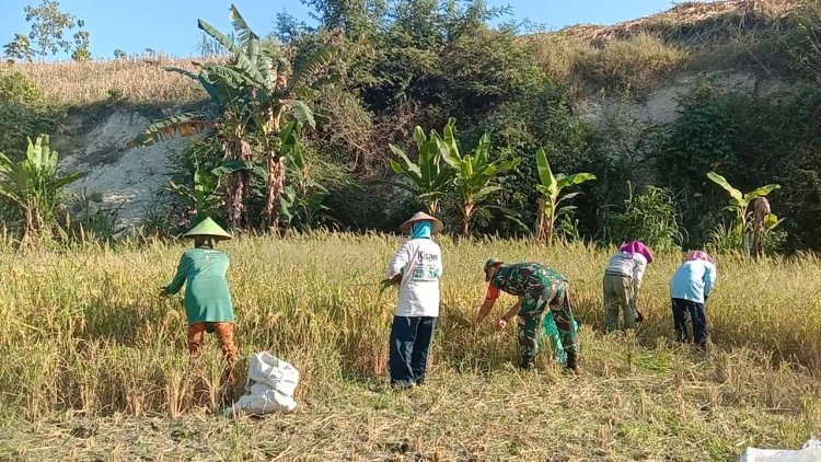 Babinsa Panen Padi Bersama Poktan Tani Mituhu di Sragen