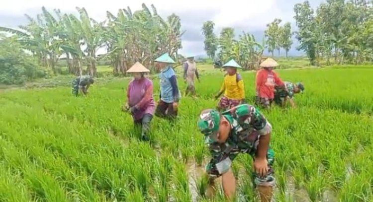 Dorong Ketahanan Pangan, Babinsa Turun ke Sawah