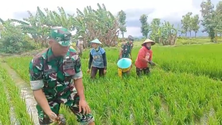 Dorong Ketahanan Pangan, Babinsa Turun ke Sawah