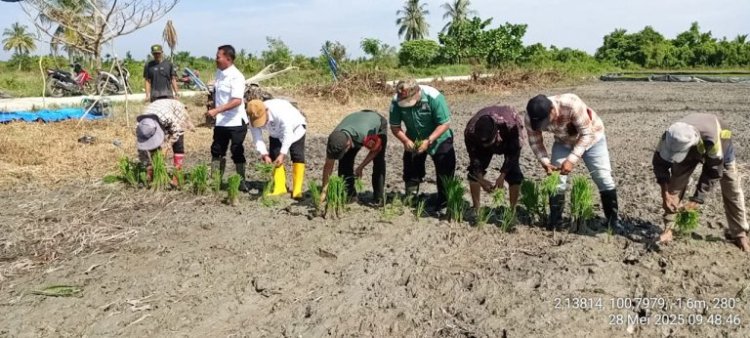BAZNAS Rohil Dukung Penanaman Padi 400 Ha di Bagan Punak
