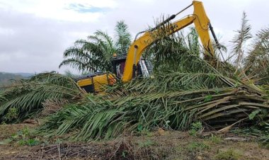 TNTN Dirambah, Gajah Sumatera Kian Terdesak