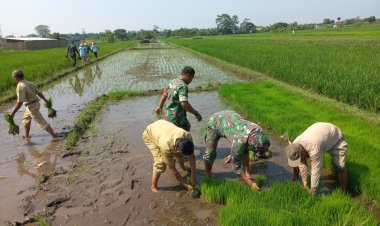Babinsa Sawit Dampingi Petani Tanam Padi di Boyolali