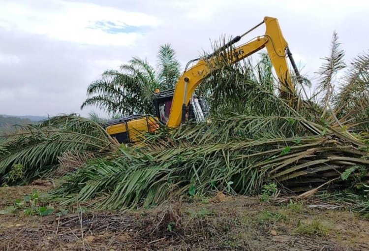 TNTN Dirambah, Gajah Sumatera Kian Terdesak