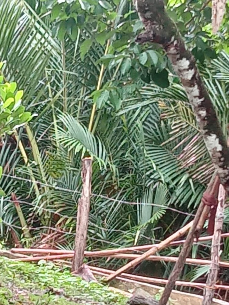 Rumbia Punah, Warga Cot Pluh Andalkan Udang dan Sagu