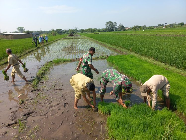 Babinsa Sawit Dampingi Petani Tanam Padi di Boyolali