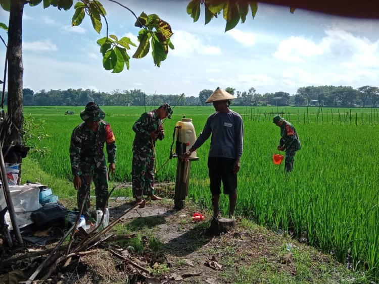 Babinsa Sragen Semprot Hama Walang Sangit, Lindungi Panen Petani