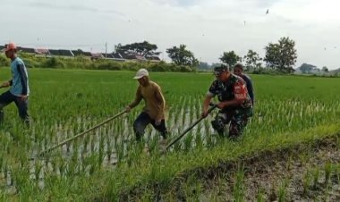 Babinsa Bantu Petani Sragen Bersihkan Gulma di Lahan Pertanian
