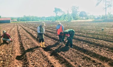 Babinsa Simo Dukung Petani Boyolali Tanam Jagung di Musim Kemarau
