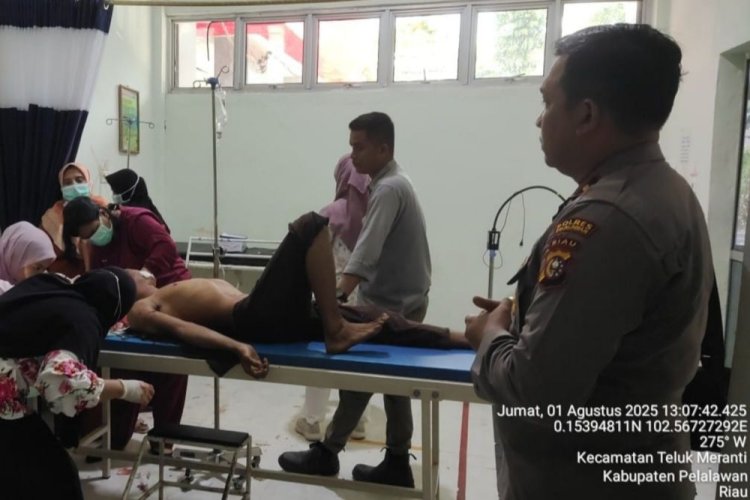 Pekerja Diserang Harimau di Konsesi PT Arara Abadi Pelalawan