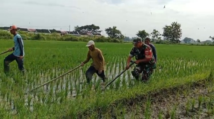 Babinsa Bantu Petani Sragen Bersihkan Gulma di Lahan Pertanian