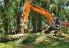 Peremajaan Kelapa Riau: Ubah Bantuan Jadi Investasi Kemitraan Petani