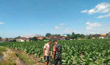 Babinsa Banyudono Dukung Petani Tembakau Boyolali Tingkatkan Produktivitas