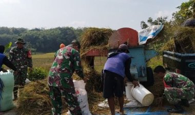 Babinsa Bantu Petani Panen Padi di Pilangsari