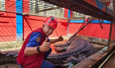 Buaya Raksasa Inhil Dirawat, Belum Mau Makan