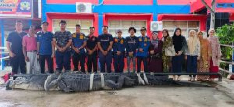 Buaya Raksasa 5,7 Meter Dievakuasi Dramatis ke Tembilahan