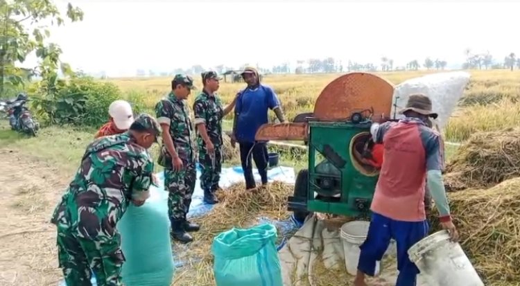 Babinsa Sragen Turun ke Sawah, Bantu Petani Panen Padi
