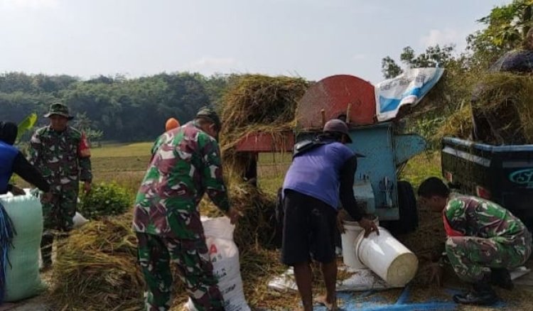 Babinsa Bantu Petani Panen Padi di Pilangsari