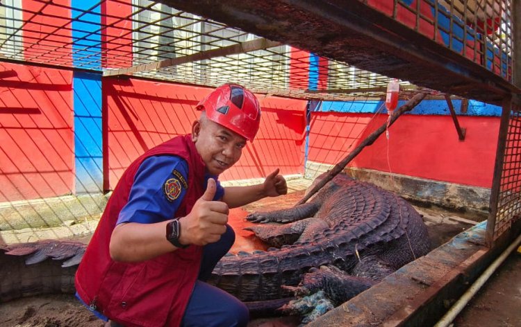 Buaya Raksasa Inhil Dirawat, Belum Mau Makan