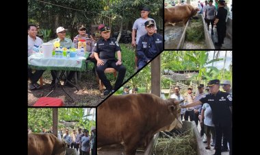 Bupati Asmar Tinjau Sapi Kurban Presiden RI 903 Kg di Meranti