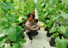 Bhabinkamtibmas Monitoring Pekarangan Bergizi Warga Guna Dukung Ketahanan Pangan