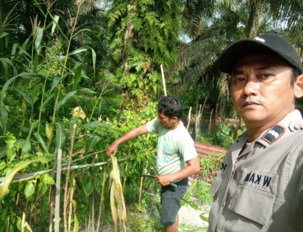 Bhabinkamtibmas Desa Makmur Aipda Wempi Kamri Sambangi Pekarangan Bergizi Guna Dukung Ketahanan Pangan