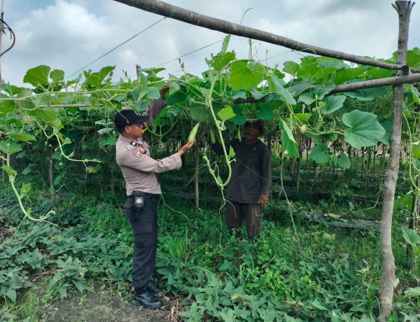 Bhabinkamtibmas Polsek Pangkalan Kerinci Monitoring Lahan Bergizi Warga Binaan  Guna Dukung Ketahanan Pangan