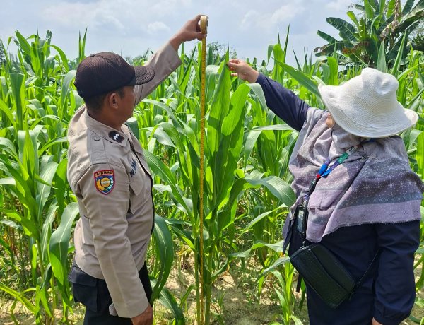 Aipda Wempi Kamri Personil Polsek Pangkalan Kerinci Giat Monitoring Jagung Pipil Guna Dukung Ketahanan Pangan