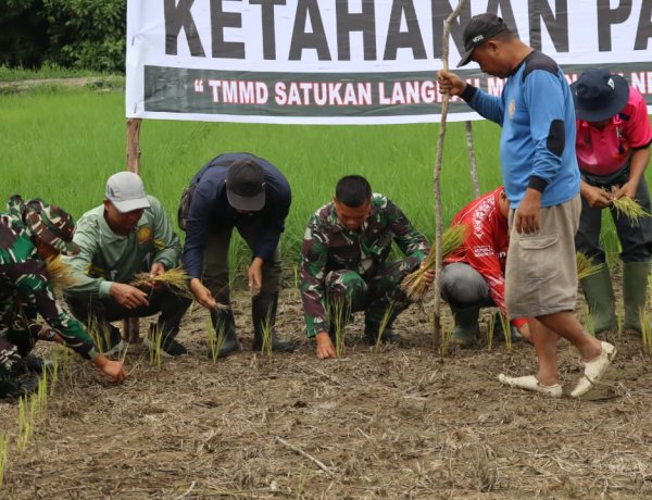 Perkuat Swasembada Pangan Pelosok Desa, Satgas TMMD Ke-129 Kodim 0313/KPR Turun Sawah Tanam Padi di Kuala Panduk