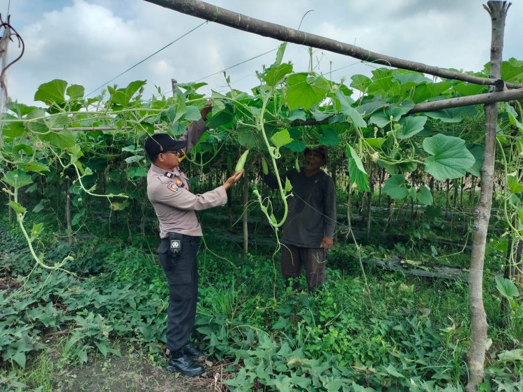 Bhabinkamtibmas Polsek Pangkalan Kerinci Monitoring Lahan Bergizi Warga Binaan  Guna Dukung Ketahanan Pangan