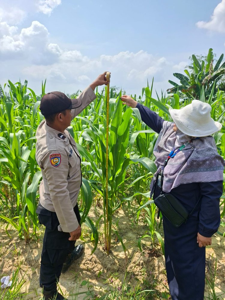 Aipda Wempi Kamri Personil Polsek Pangkalan Kerinci Giat Monitoring Jagung Pipil Guna Dukung Ketahanan Pangan