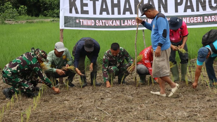 Perkuat Swasembada Pangan Pelosok Desa, Satgas TMMD Ke-129 Kodim 0313/KPR Turun Sawah Tanam Padi di Kuala Panduk