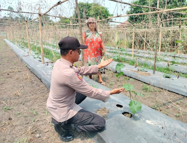 Sukseskan Swasembada Pangan, Bhabinkamtibmas Polsek Pangkalan Kerinci Sambangi Lahan Bergizi Warga Binaan